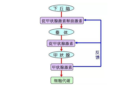 碘元素與甲狀腺的愛恨情仇